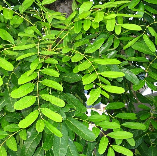 Cail-cedra Khaya senegalensis