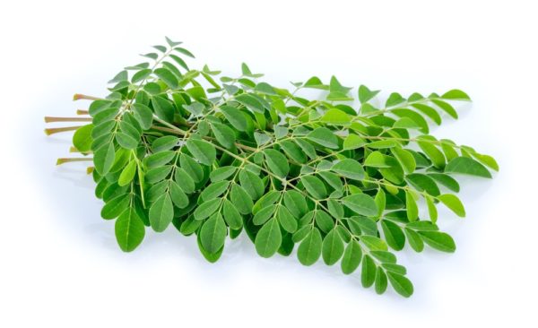 Moringa Leaves Natural Supplement