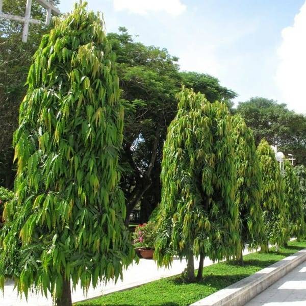 Weeping Widow Natural plant